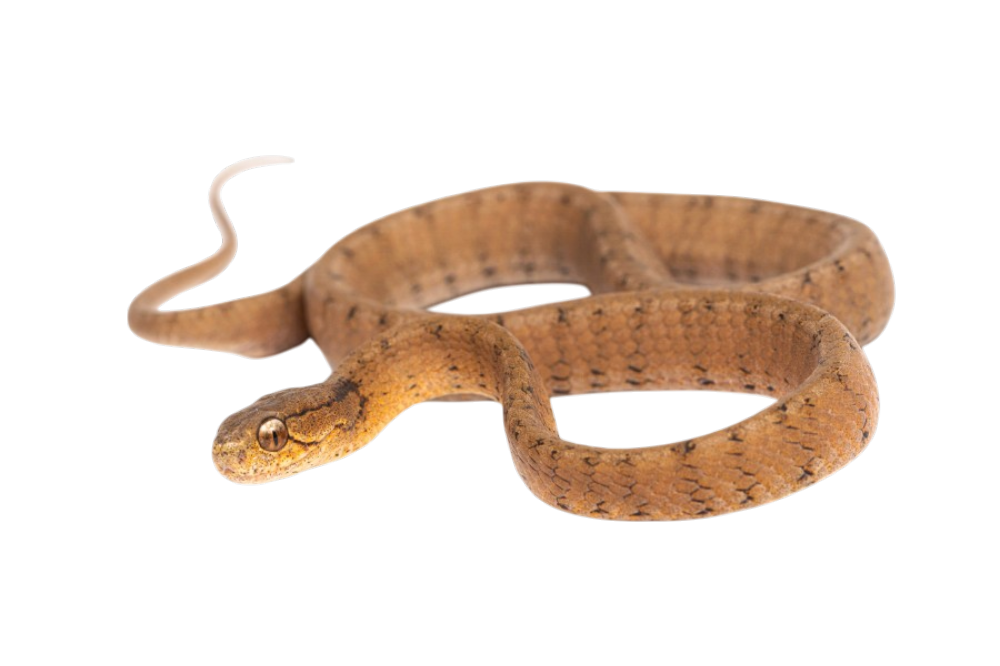 Keeled slug snake