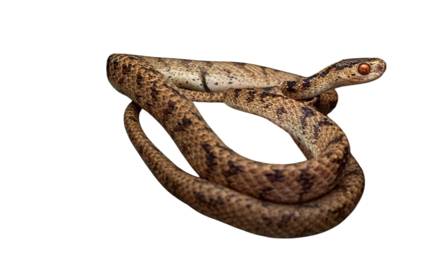 Twin-spotted slug snake