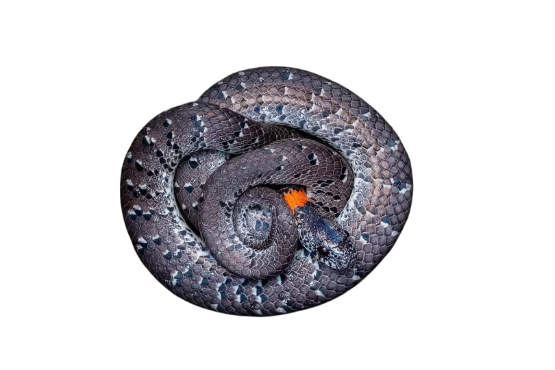 White-spotted slug snake