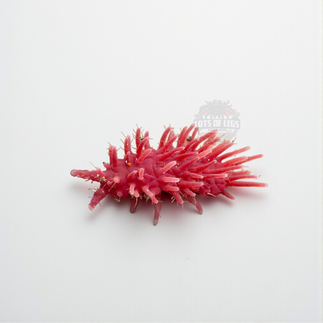 Rambutana Sp. pink springtails