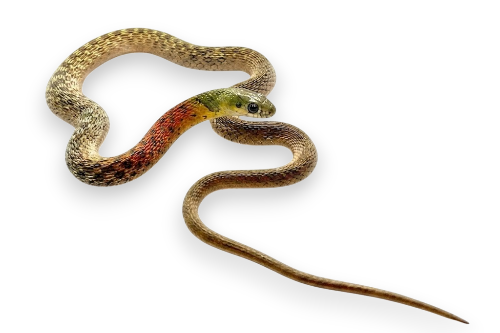Red-necked keelback