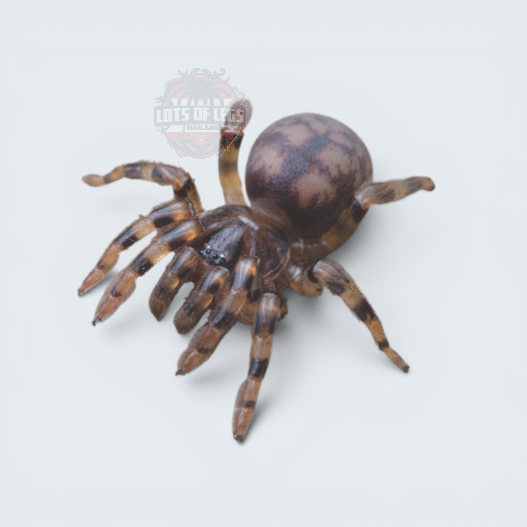 Armored trapdoor spider