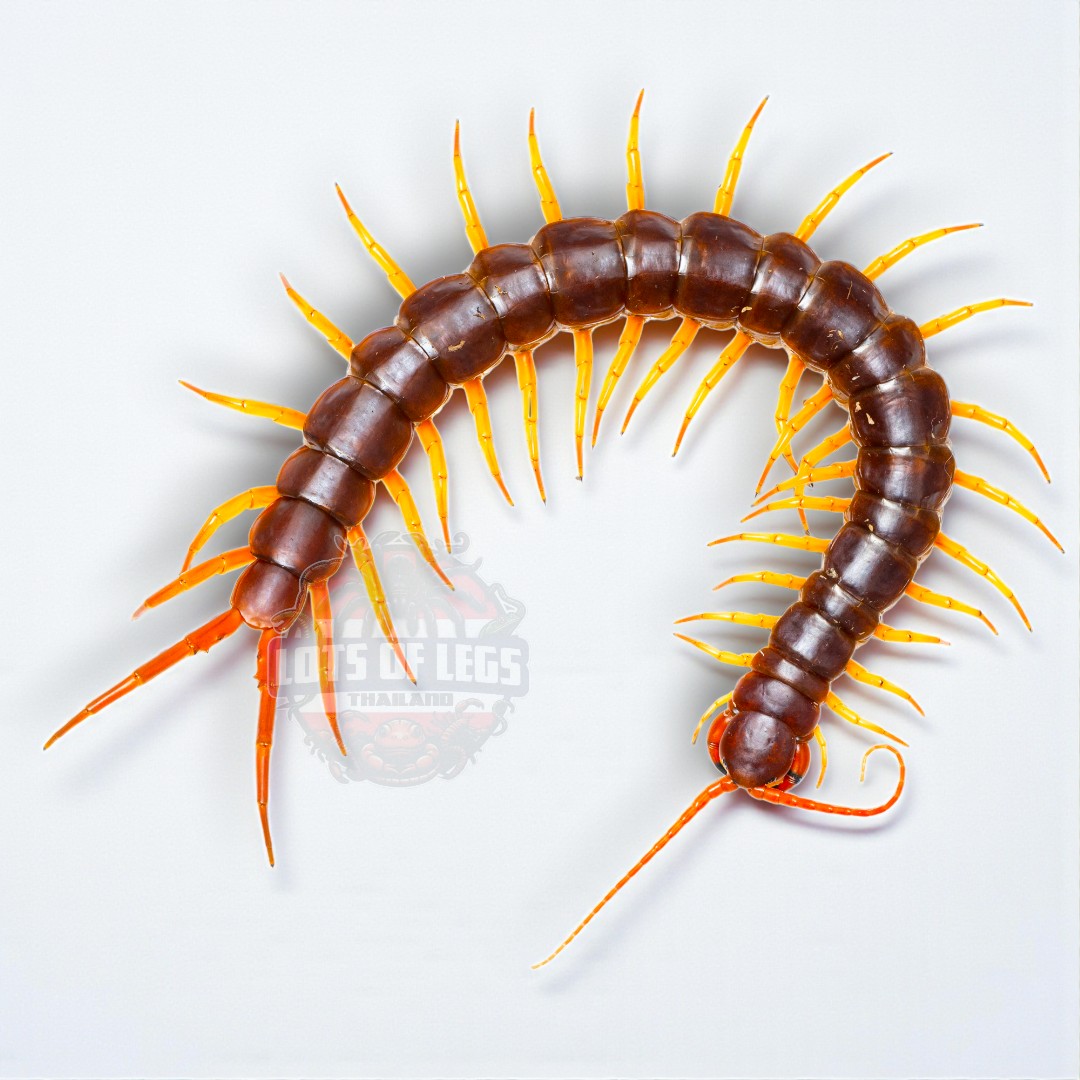 Thai yellow leg