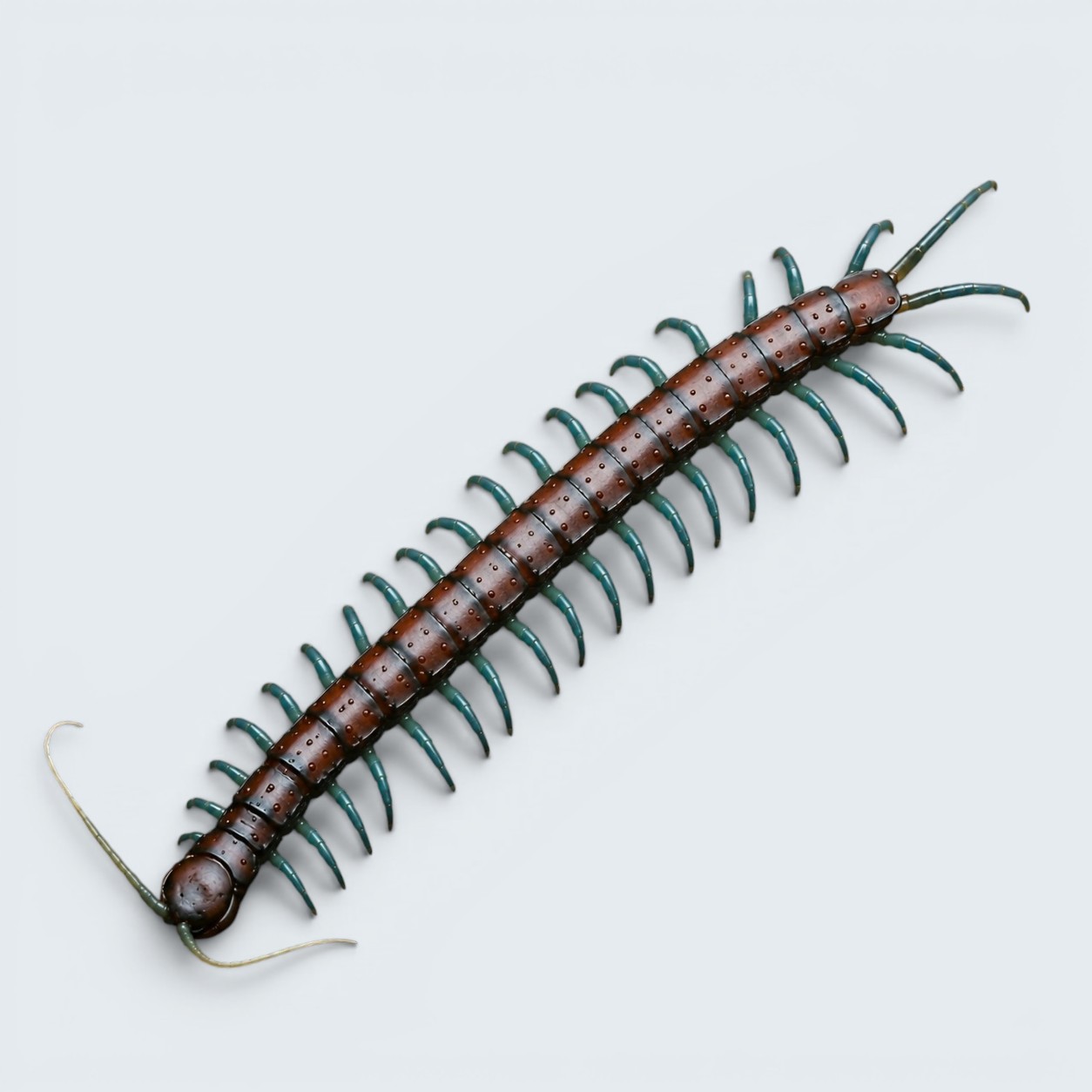 Mint leg:vietnam