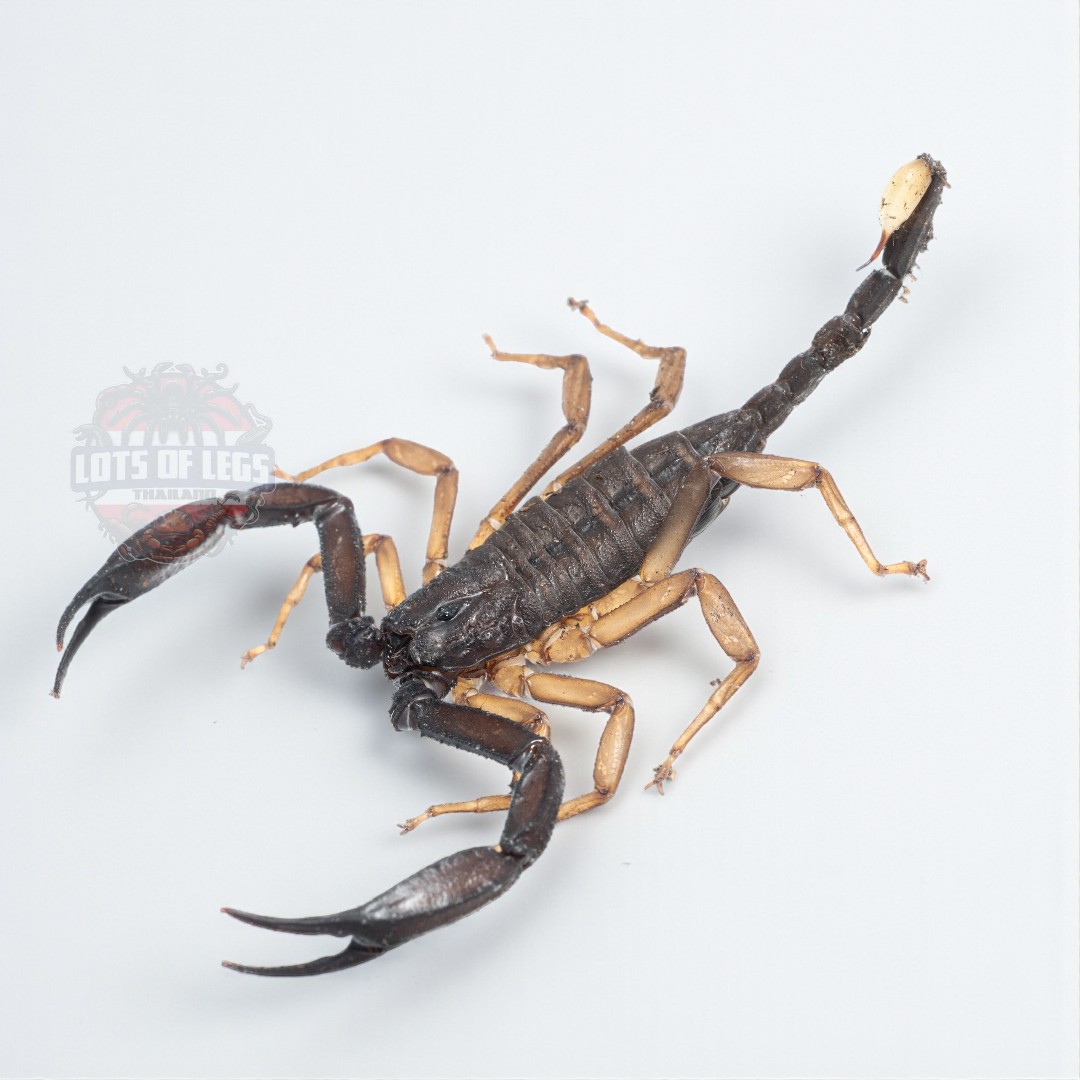 Thai flat rock scorpion