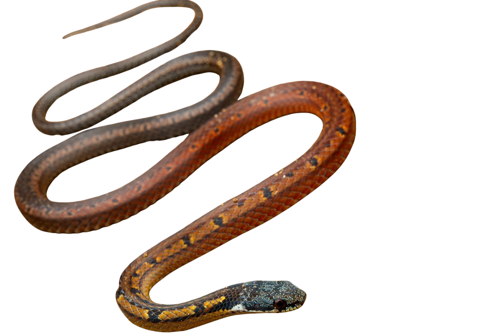 Black-headed reed snake
