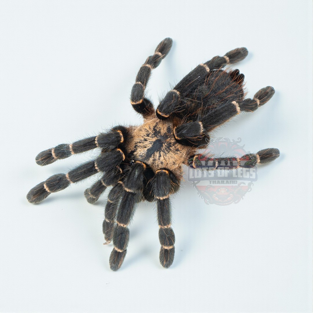 Bamboo tarantula