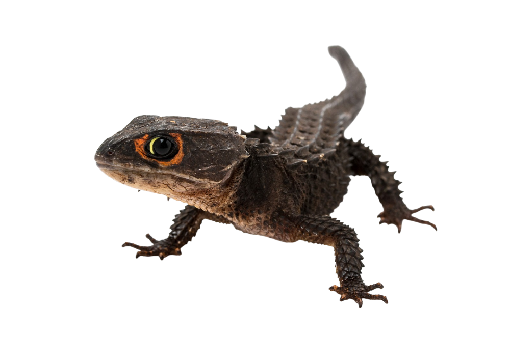 Red-eyed crocodile skink (cb)
