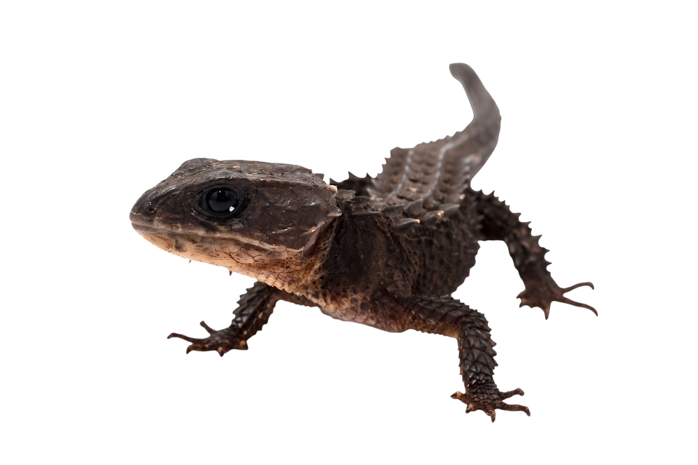 White-eyed crocodile skink (cb)