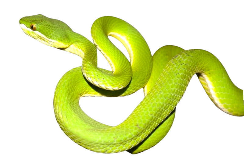 White lip pit viper