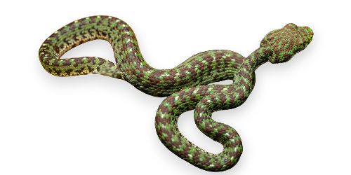 Rough-scaled pit viper