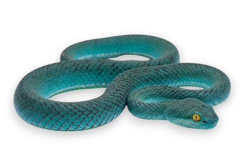 Cryptic pit viper