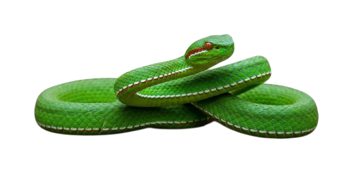Gumprecht's pit viper
