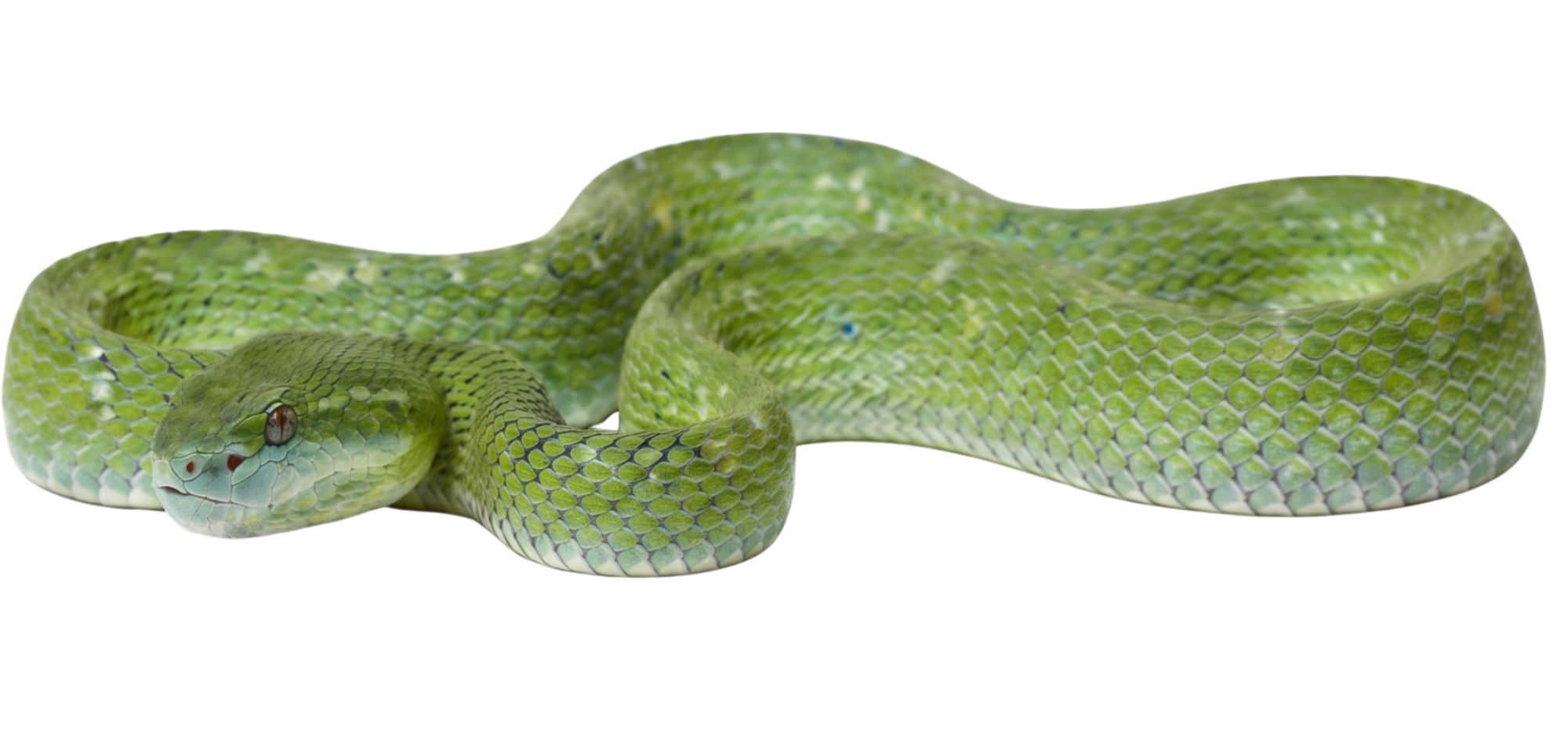 Hagen's pit viper
