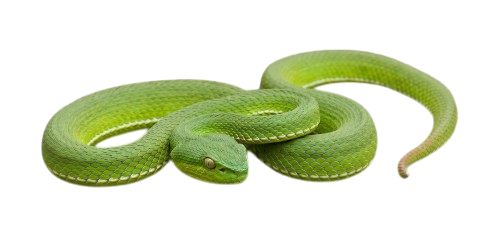 Large-eyed pit viper
