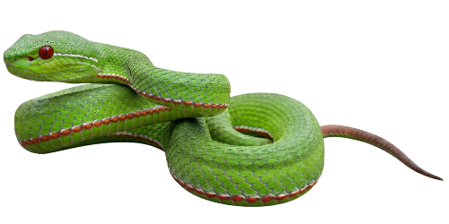 Lana green pit viper