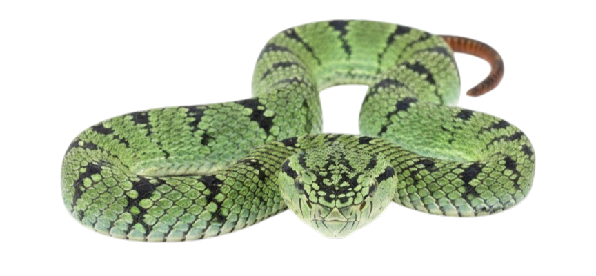 Sumatran pit viper (Trimeresurus sumatranus)