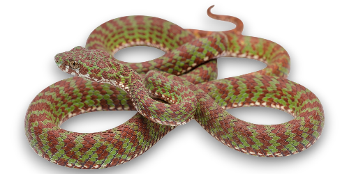 Beautiful pit viper (Trimeresurus venustus)