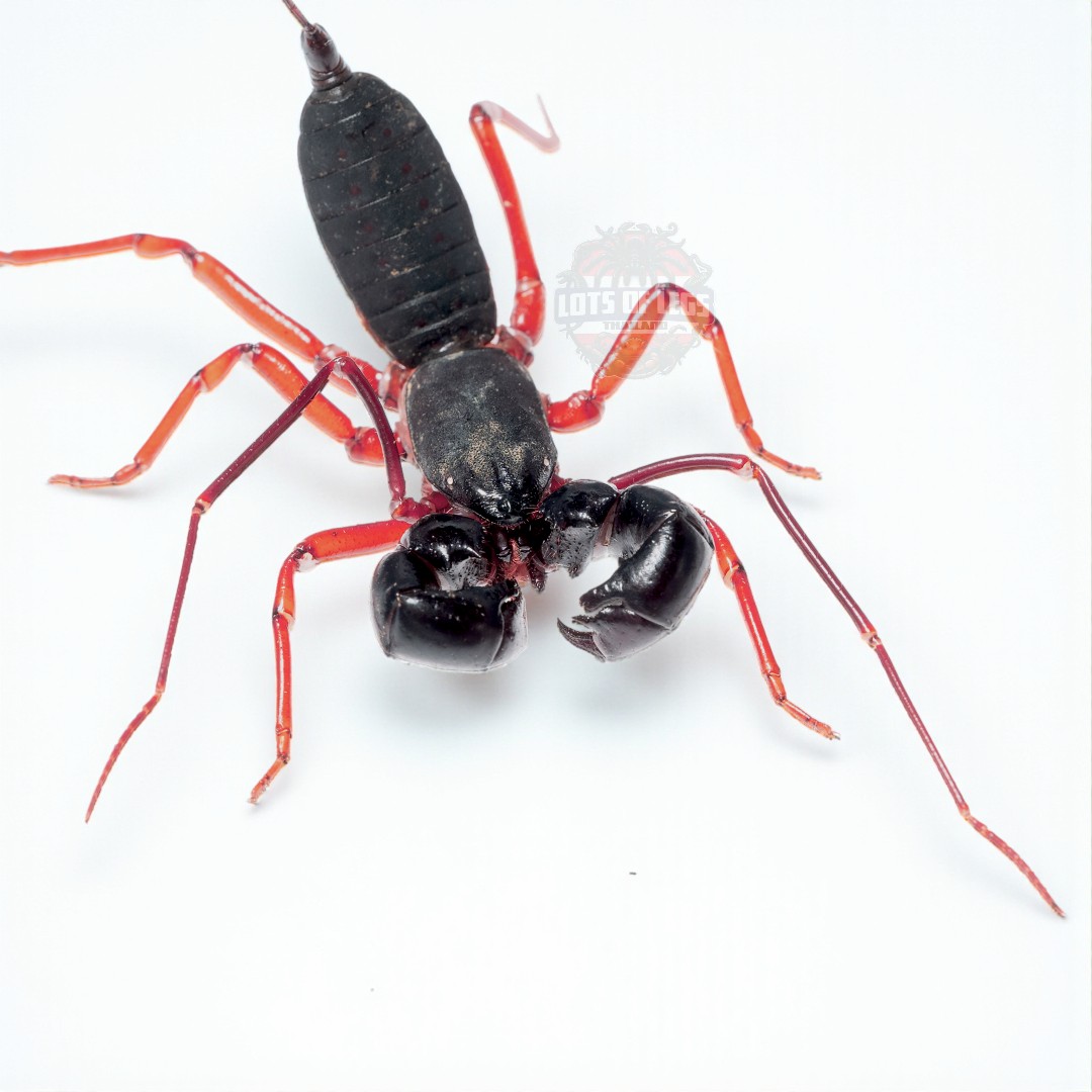 Typopeltis Sp. red leg vinegaroon