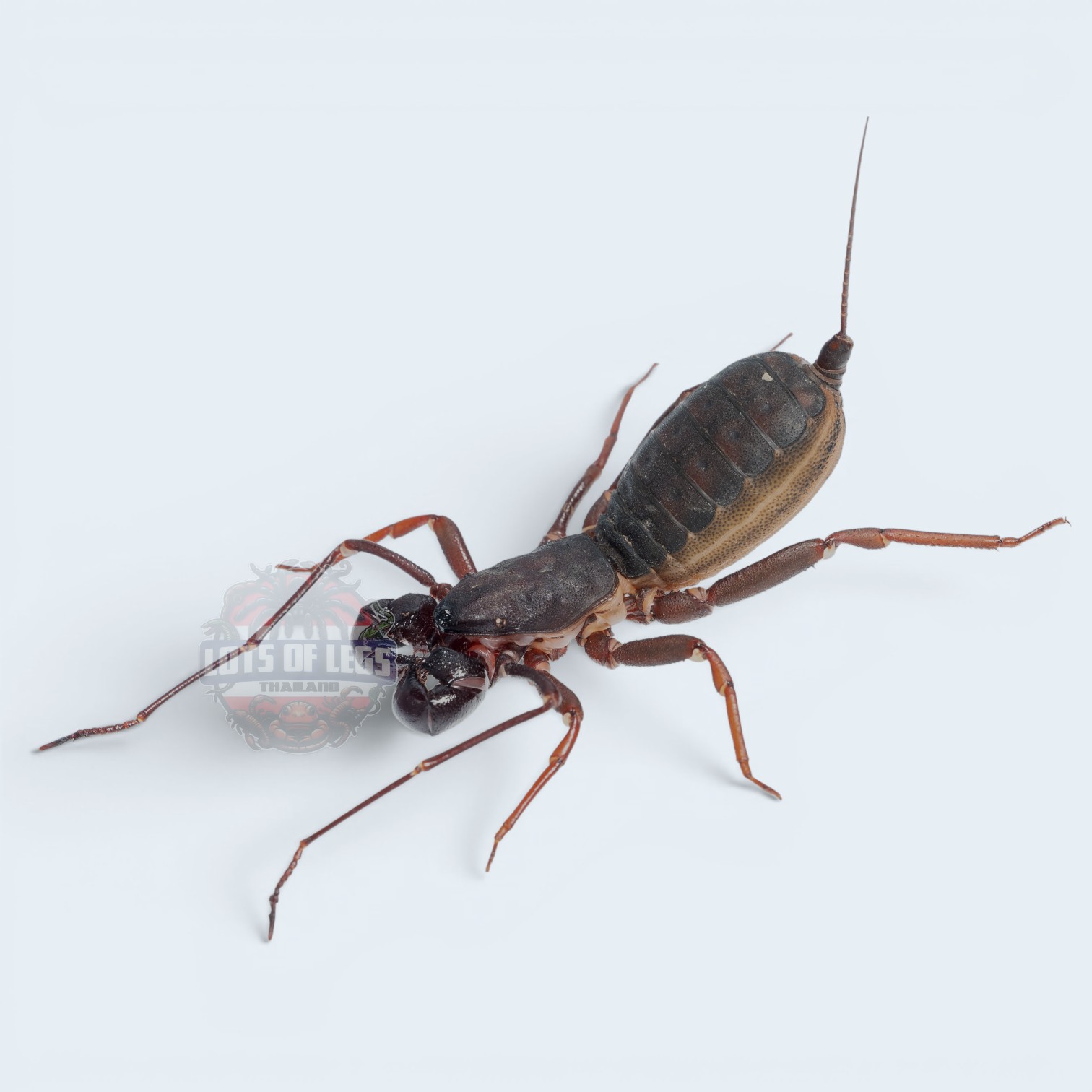Typopeltis Sp. thailand vinegaroon