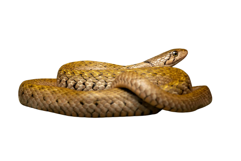 Yellow-spotted keelback