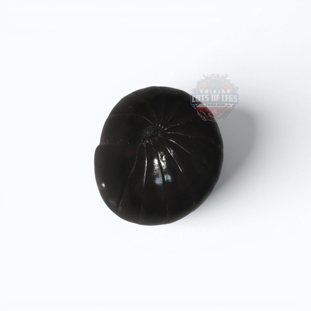 Black pill millipede new